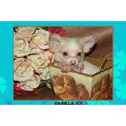 Chihuahua Breeder in Mission, Texas