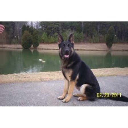German Shepherd Dog Stud in Tennessee