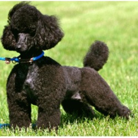 Poodle Miniature Breeder in Hudson, Wisconsin
