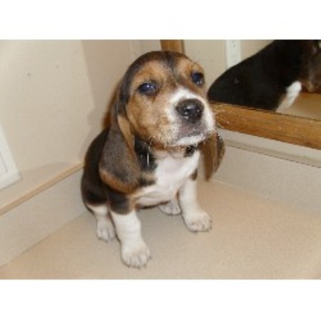 Beagle Breeder in Artois, California