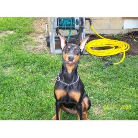 Doberman Pinscher Breeder in Crestwood, Kentucky