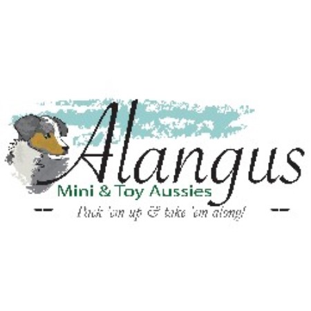 Miniature Australian Shepherd Breeder in La Grange, Kentucky