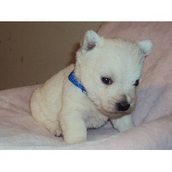 West Highland White Terrier Breeder in Chalmette, Louisiana