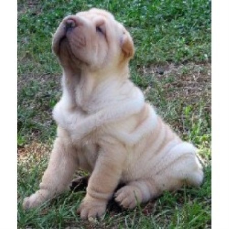 Chinese Shar Pei Breeder in Sheridan, Oregon