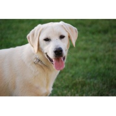 lab puppies for sale in central illinois regal labradors llc labrador retriever breeder in lab puppies for sale in central illinois regal labradors llc labrador retriever breeder in