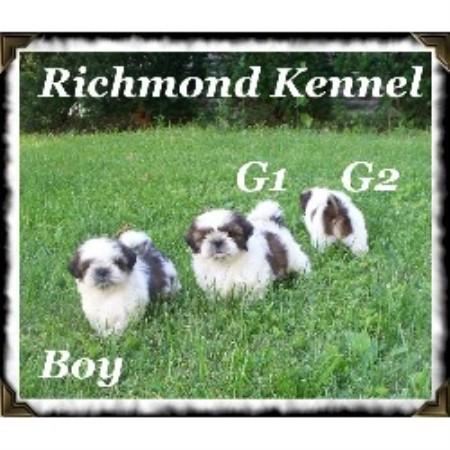 richmond kennel shih tzu richmond kennel shih tzu breeder in ohio richmond kennel shih tzu richmond kennel shih tzu breeder in ohio