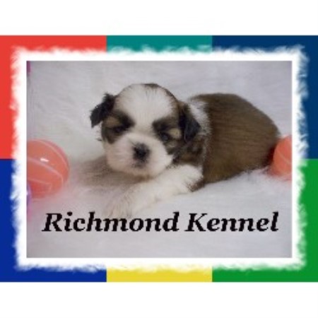 shih tzu richmond va richmond kennel shih tzu breeder in ohio shih tzu richmond va richmond kennel shih tzu breeder in ohio