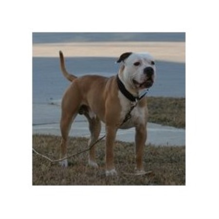 American Bulldog Breeder in Spring, Texas