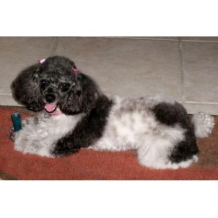 Poodle Toy Breeder in Astor, Florida