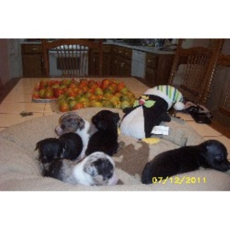 Chihuahua Breeder in Youngsville, Louisiana