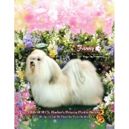 Havanese Breeder in Tampa, Florida