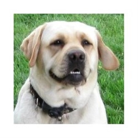 breeders in indiana m m labs labrador retriever breeder in bryant indiana listing id 18813 breeders in indiana m m labs labrador retriever breeder in bryant indiana listing id 18813