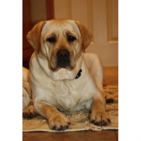 free lab puppies in indiana m m labs labrador retriever breeder in bryant indiana free lab puppies in indiana m m labs labrador retriever breeder in bryant indiana