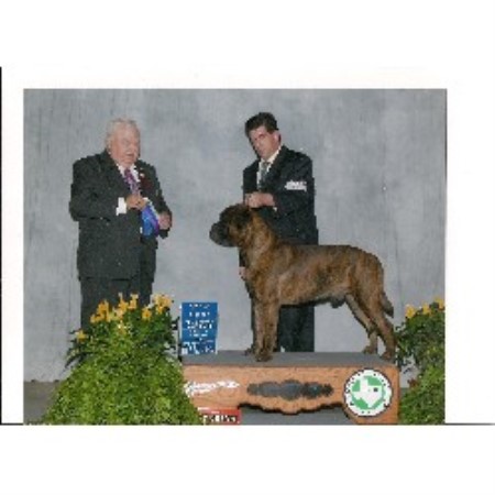free puppies san antonio hagensbullmastiff bullmastiff breeder in san antonio free puppies san antonio hagensbullmastiff bullmastiff breeder in san antonio