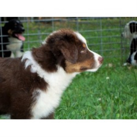 Australian Shepherd Dog Breeder in Park City, Kentucky