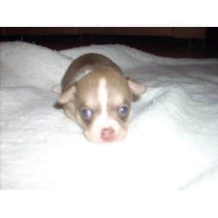 Chihuahua Breeder in Naples, Florida