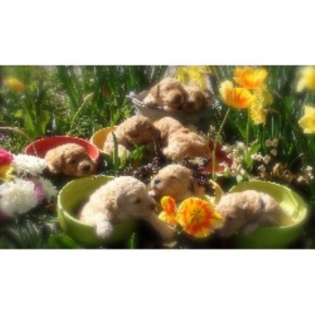 Goldendoodle Breeder in Columbia, New Jersey