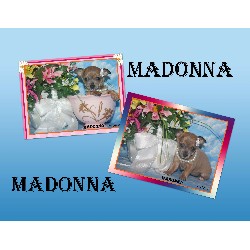 Chihuahua Breeder in Mission, Texas