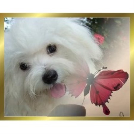 Coton De Tulear Breeder in Leesport/philadelphia, Pennsylvania
