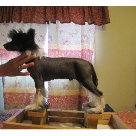 Chinese Crested Breeder in St-Hubert, Quebec