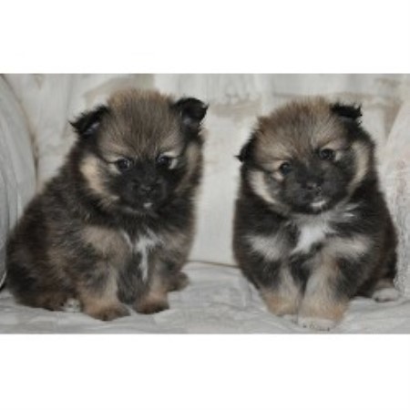 pomeranian puppies for sale in columbia sc car poms pomeranian breeder in columbia south carolina listing id 18843 pomeranian puppies for sale in columbia sc car poms pomeranian breeder in columbia south carolina listing id 18843