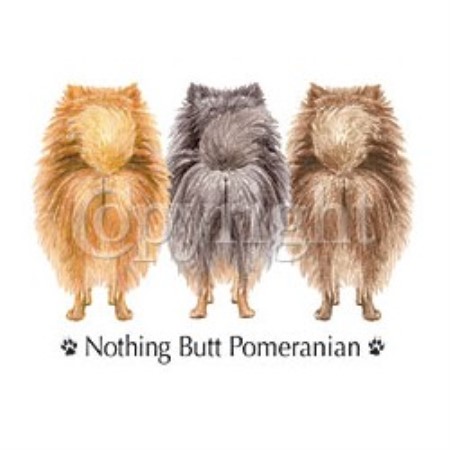pomeranian breeders wisconsin pomeranian puppies for sale in wisconsin and breeders design bild pomeranian breeders wisconsin pomeranian puppies for sale in wisconsin and breeders design bild