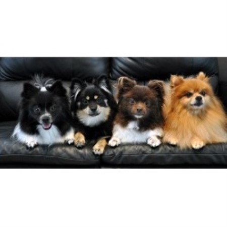 pomeranian puppies for sale in columbia sc car poms pomeranian breeder in columbia south carolina pomeranian puppies for sale in columbia sc car poms pomeranian breeder in columbia south carolina