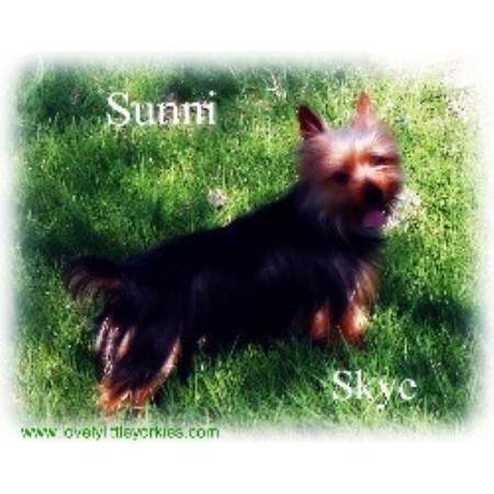 Yorkshire Terrier Breeder in Aurora, Missouri