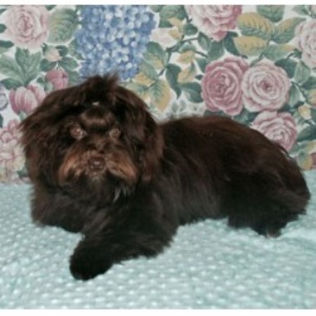 havanese puppies south carolina havanese of havanese breeder in loganville havanese puppies south carolina havanese of havanese breeder in loganville