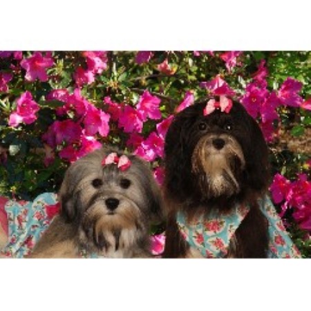 Havanese Breeder in Loganville, Georgia