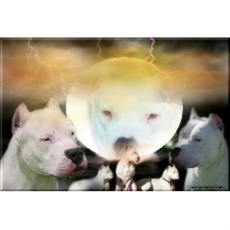 Dogo+argentino+breeders+in+california