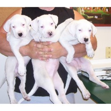 Dogo+argentino+breeders+in+california