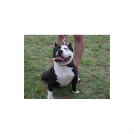 American Pit Bull Terrier Breeder in Davis, Oklahoma