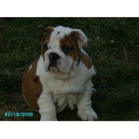 English Bulldog Breeder in Arlington, Washington