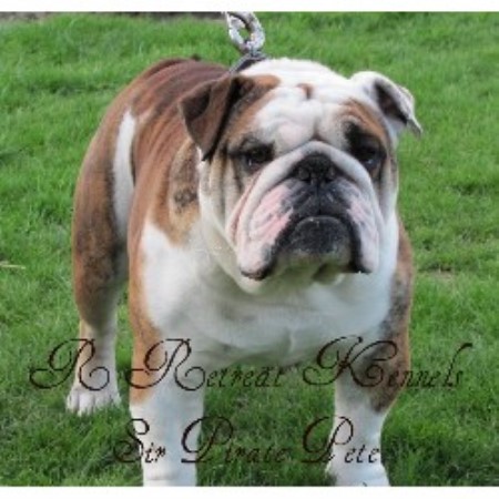 English Bulldog Breeder in Yarrow, British Columbia
