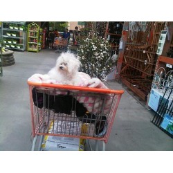Bolognese Breeder in San Jose, California