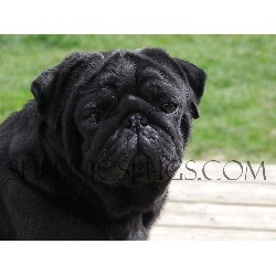 Pug Breeder in Fraser Valley , British Columbia