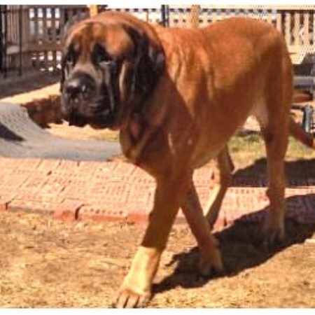 Mastiff Breeder in Crestline, Ohio