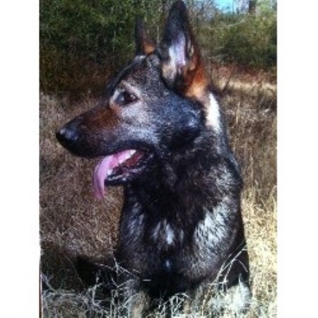 German Shepherd Dog Breeder in Magnolia, Texas