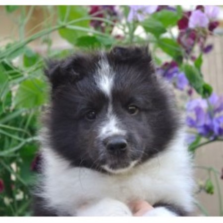 free puppies dallas shetland sheepdog puppies dallas free puppies dallas shetland sheepdog puppies dallas