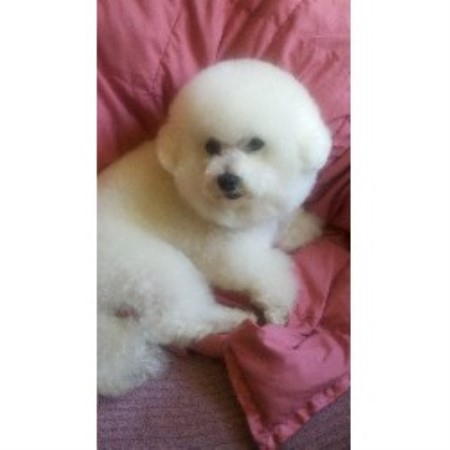 Bichon Frise Breeder in Rogue River, Oregon