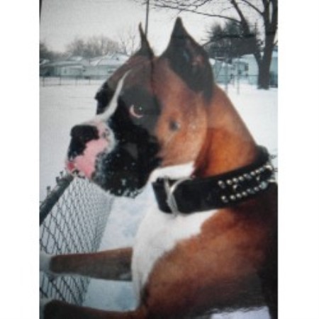 Boxer Breeder in Kansas City, Missouri