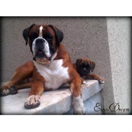 boxer puppies in missouri boxers boxer breeder in joplin missouri boxer puppies in missouri boxers boxer breeder in joplin missouri