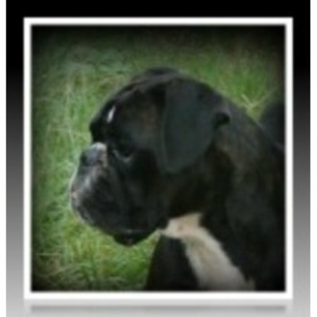 Boxer Breeder in Joplin, Missouri
