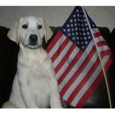 Labrador Retriever Breeder in Tennille, Georgia
