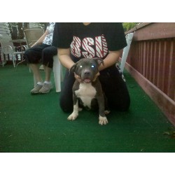 American Pit Bull Terrier Breeder in Shelbyville, Illinois
