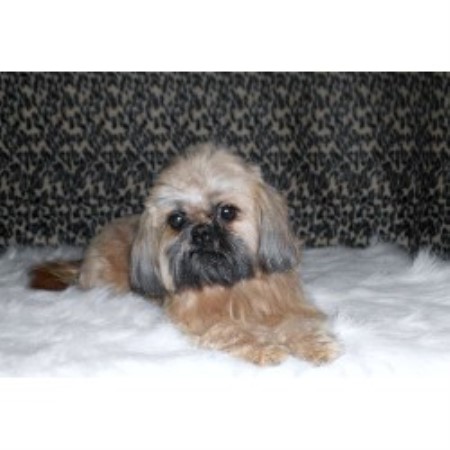 Shih+tzu+puppies+for+sale+in+louisiana