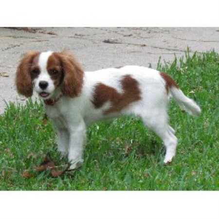 Cavalier King Charles Spaniel Breeder in Summerfield, Florida