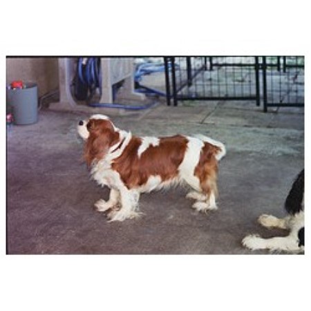 Blenheim Dog Kennel V Blenheim Dog Kennel V