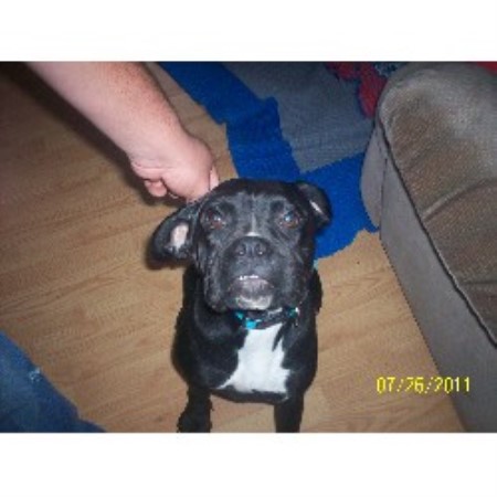 Boxer Breeder in Greeenville, Mississippi